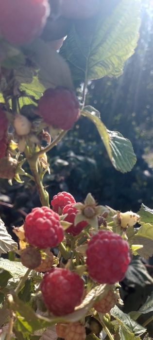 Продам дачу в Асане