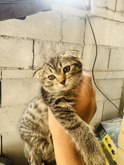 Отдам котят котята