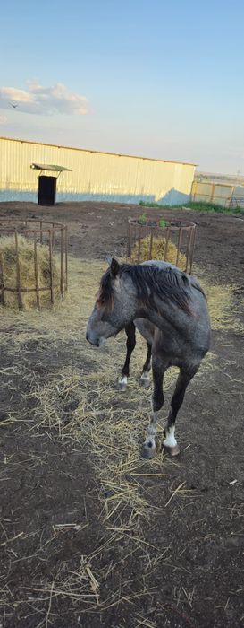 Продам жеребца на племя