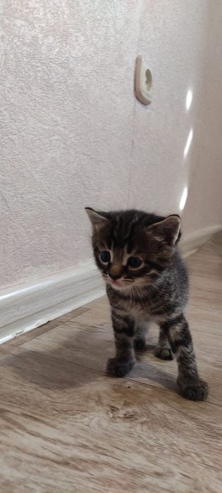 Продам котят. Две девочки и два мальчика