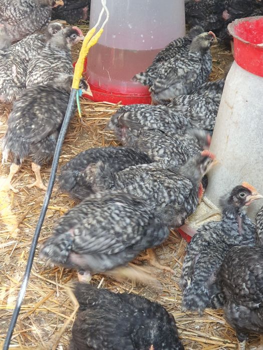 Agro si industrie >Animale domestice si pasari