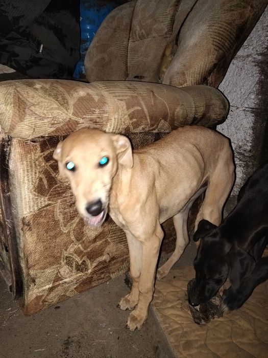 Грей хаунд күшіктер сатылады