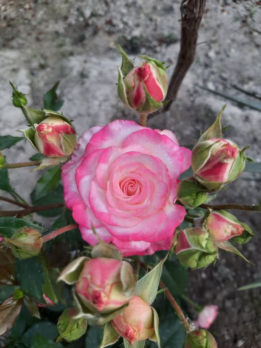 Куставые розы в разных цветах