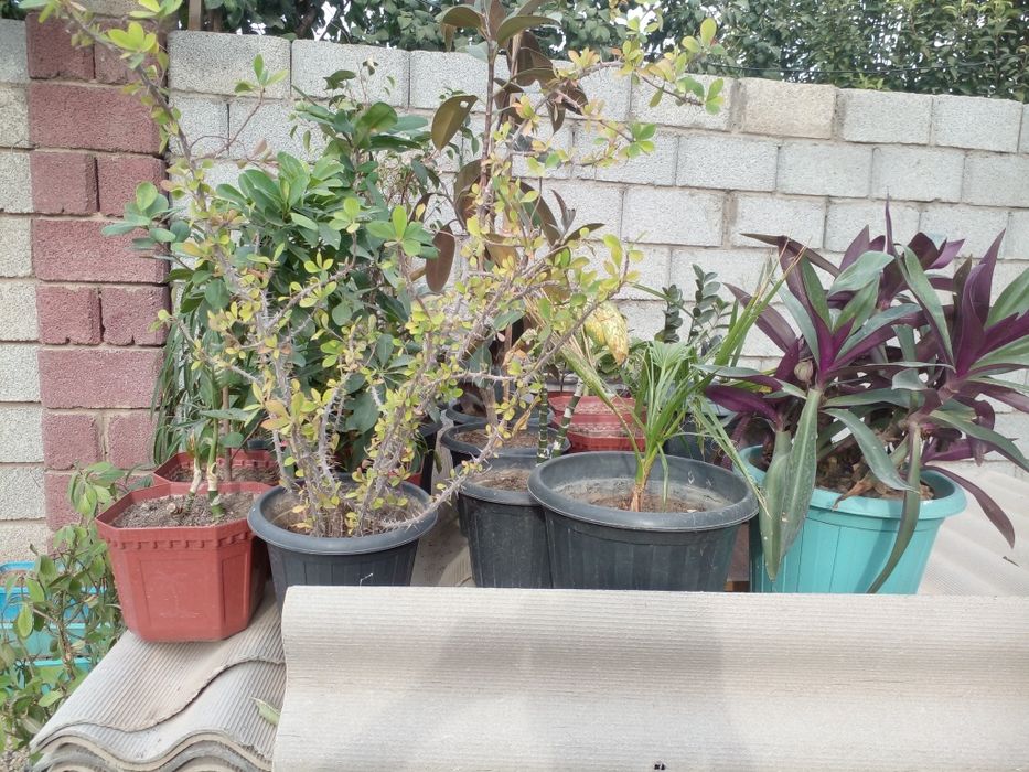 Цветы шифанер бу