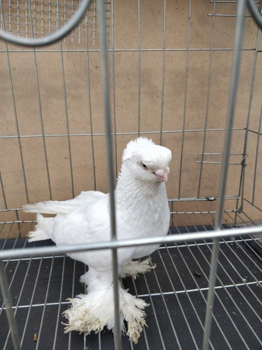 Голуби двухчубые