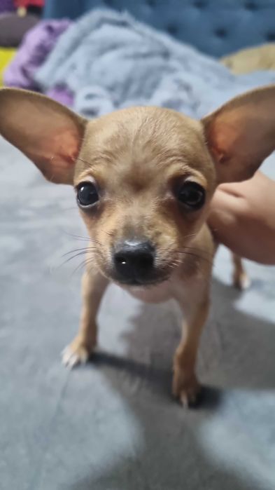 Русский Той-терьер мини