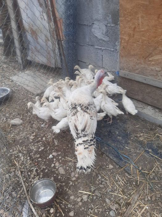 Pui de curcă de 5 săptămâni