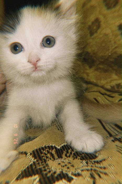 Бесплатно отдам котят