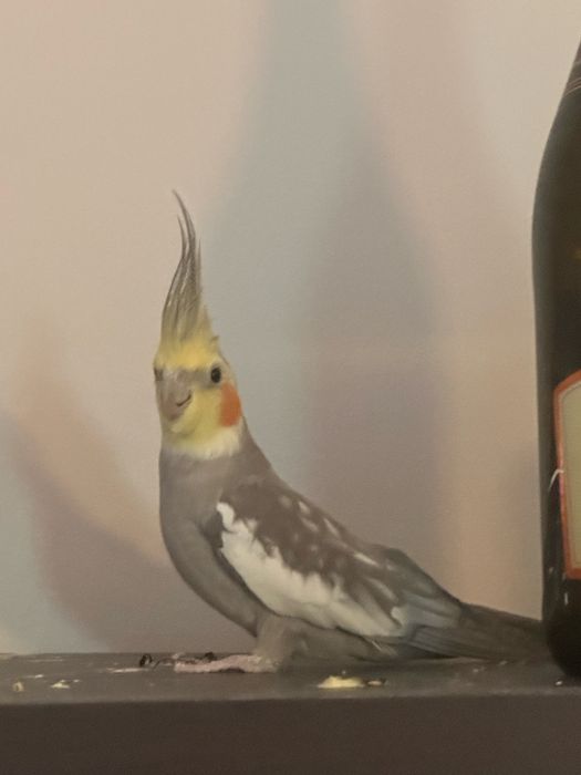 Vand nimfa cu tot cu cusca