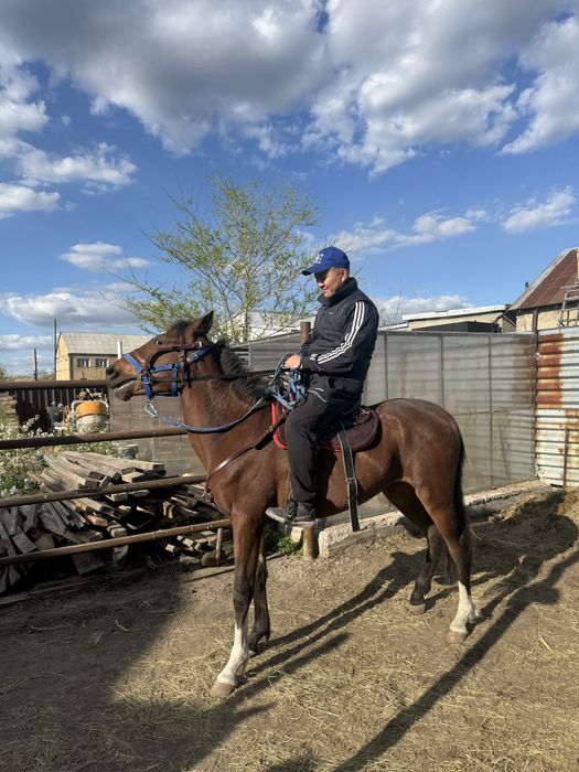 Ағылшын Құнан 2 жас