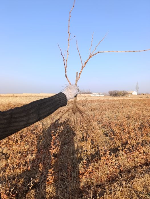 Qora kishmish va gigant uzum ko'chatlari