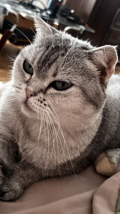 Подарим счастье в хорошие руки