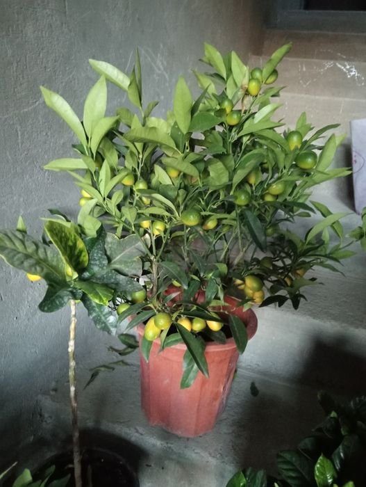 Мандарин ва кумкуват кучатлари сотилади хосиллари билан.