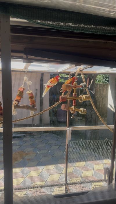 Vand /Schimb Papagali Rosella ,micul  Alexander si marele Alexander