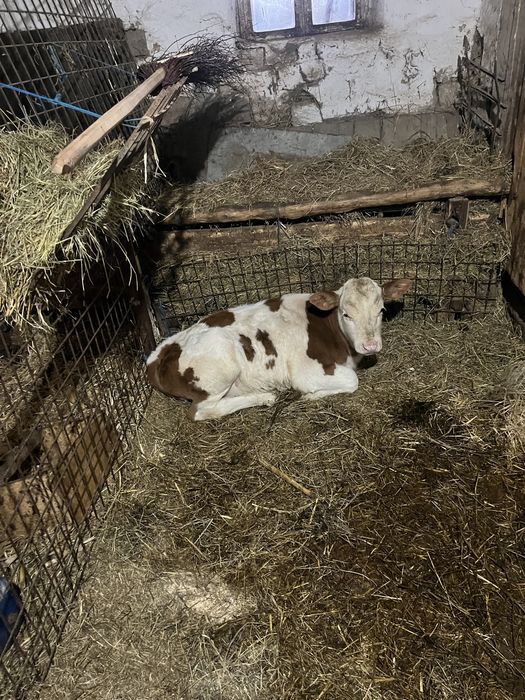 Vand vitea baltata romaneasca