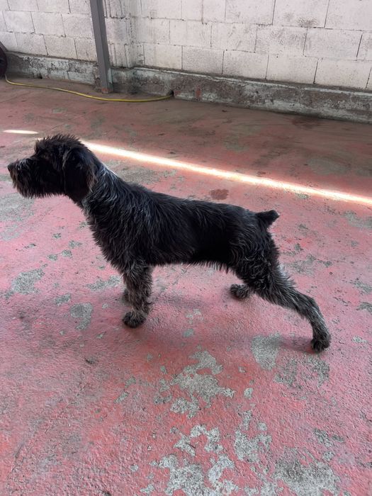 Щенок  Дратхаара