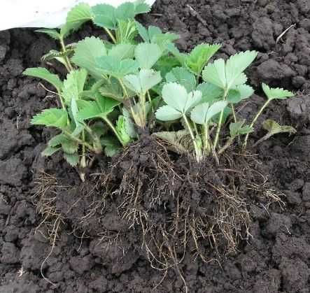 Саженцы клубники