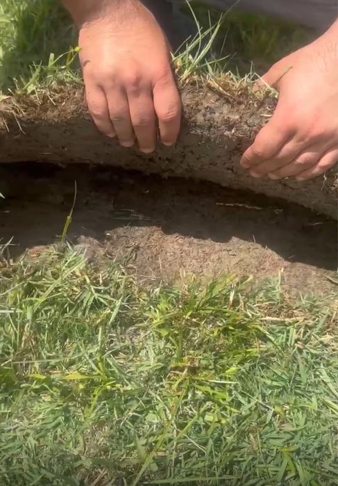 Рулонный дёрн луговой