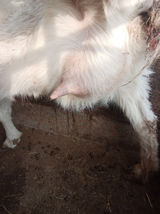 Ешкі сатылады 2,3, тумалары