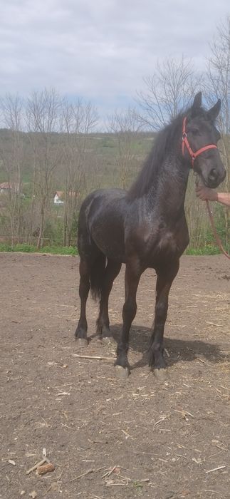 Disponibila Manza Friziana