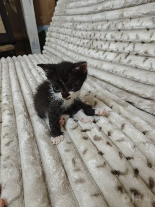 Отдам в хорошие руки котят.