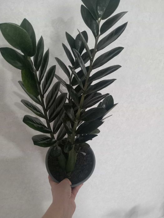 Продам комнатные цветы