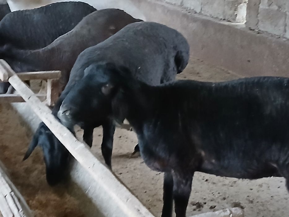 Бугоз куйлар сотилади