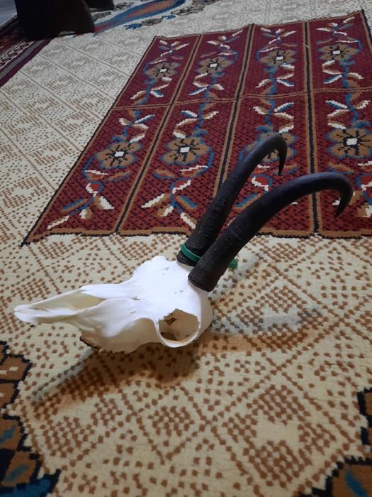 Trofee cerb/caprioare