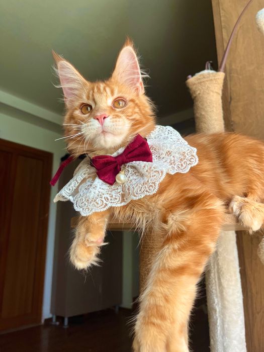 Baietel Maine Coon PEDIGREE Felisa