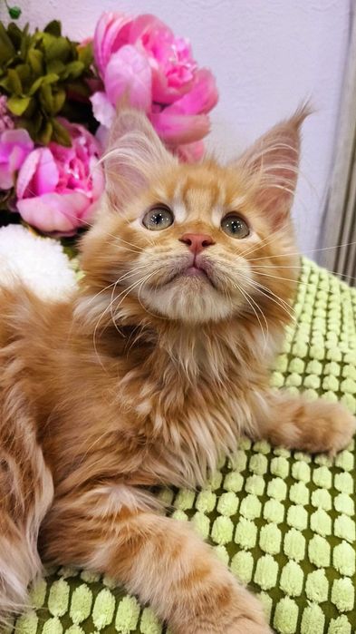 ОГНЕННЫЕ !! Мейн - Кун котята