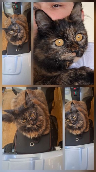 Кошка ласковая 8 месяцев