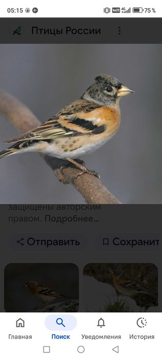 Продам птицу певчие