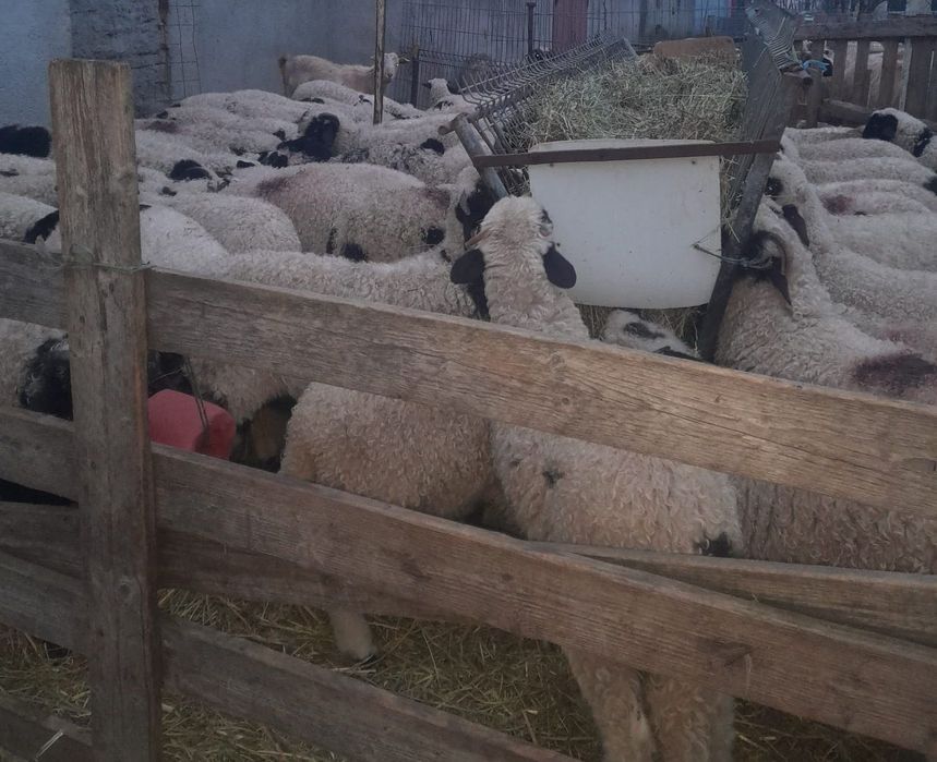 Vând miei de prăsilă sau de sacrificat