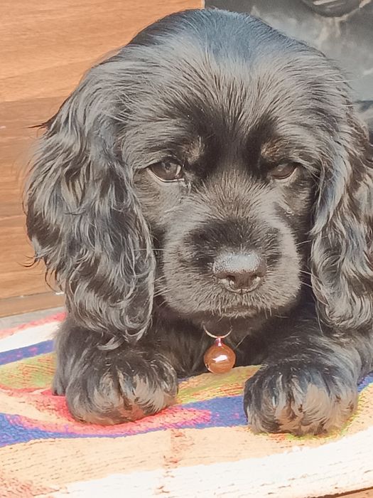 Щенки спаниэль 2 месяца