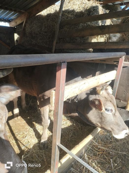 Продам тёлочку 2 г