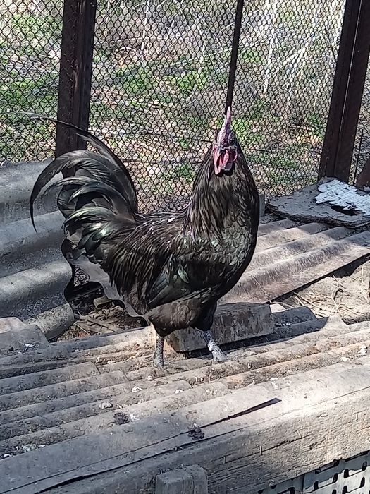 Продаю черного питуха