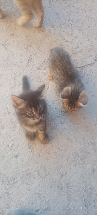 Отдам котят в добрые руки