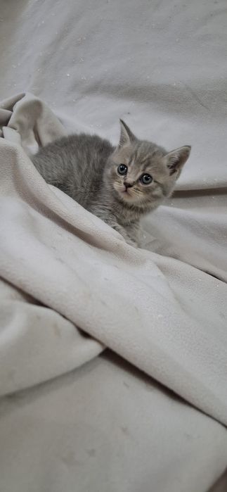 Замечательные котята шотландские