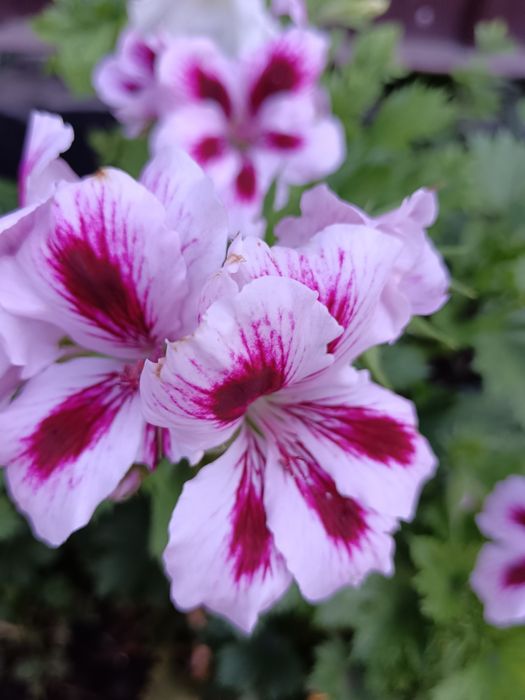 Рассада цветов герани колеусы