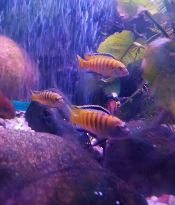 Гибрид африканских цихлид