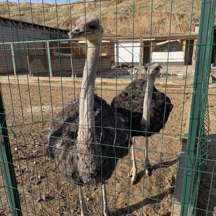 Страус Tuyaqush