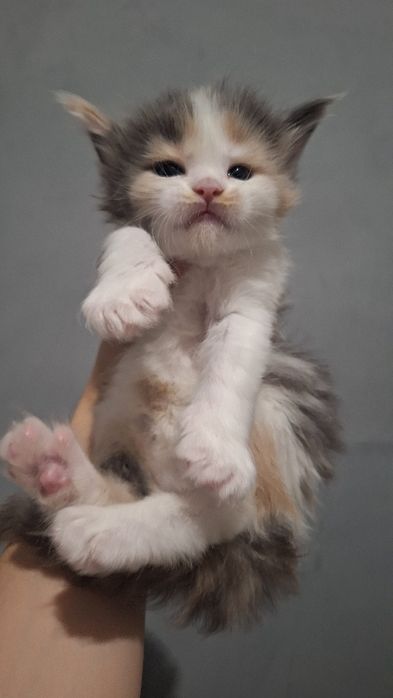 Котята мейн-кун из питомника