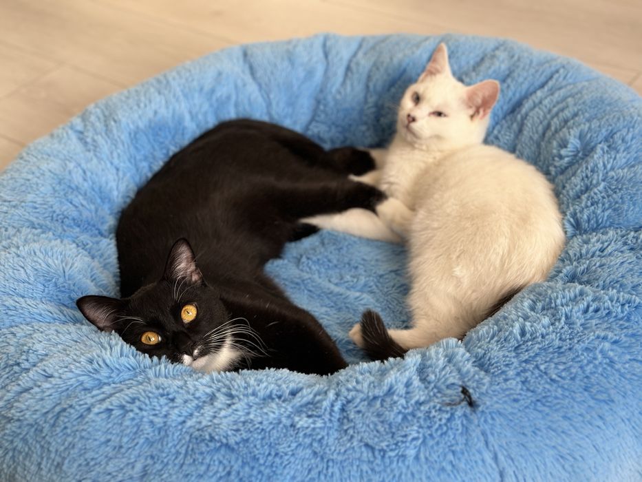 Котик Юки в любящие руки