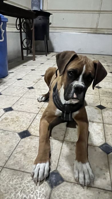 Продается собака боксер и бутка