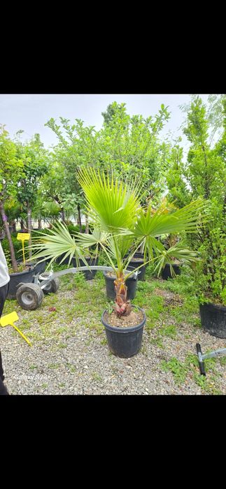 Vând palmieri trachycarpus fortunei