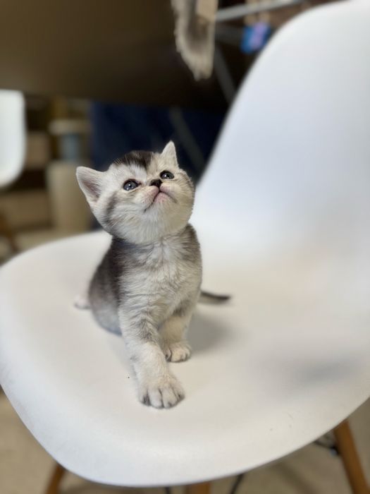 Продаются котята скоттиш-фолд скотиш страйт