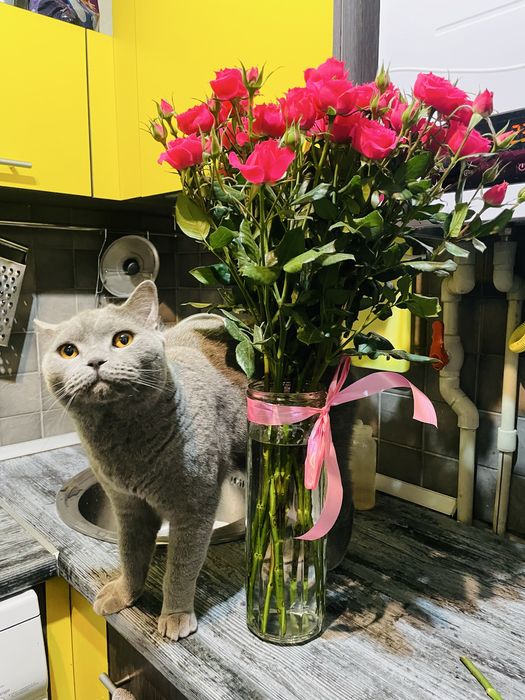 Британский кот, мальчик
