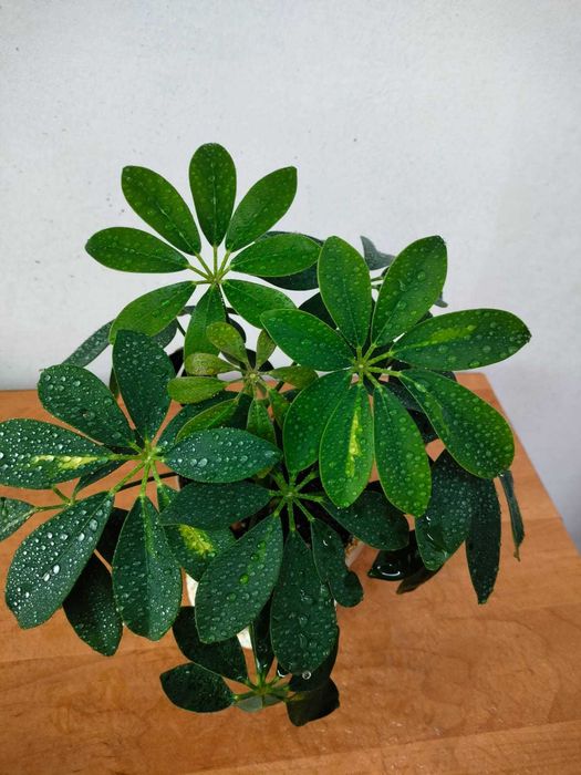 Продам цветочки в горшках