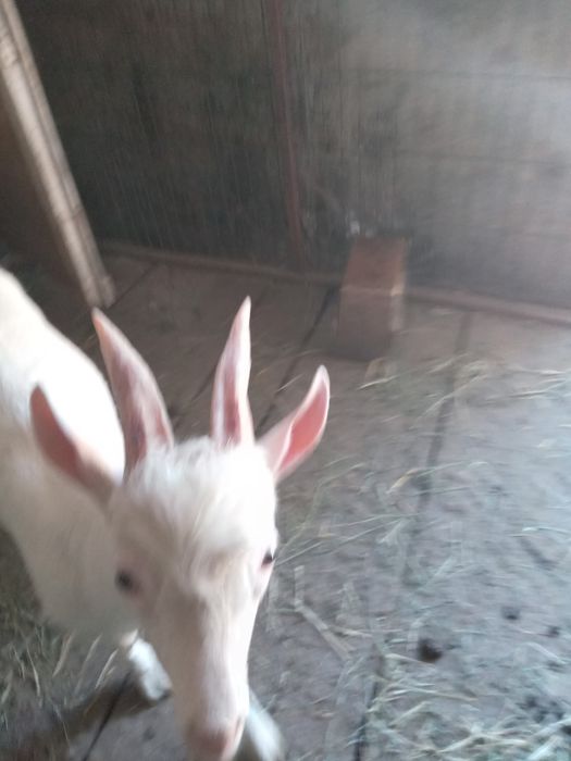 Vand 2 tapici saner si o ieduta metis