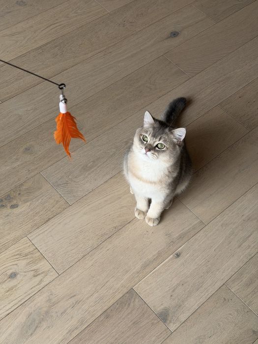 British shorthair chinchilla blue 9 luni motan